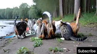 One cat going for hunting #live # cat on fish hunting #fishing #hunting #baby #kids