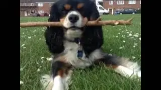 My cavys