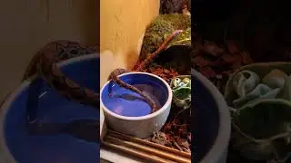 A Close Look At My Baby Brazilian Rainbow Boas Enclosure! 🤩🐍