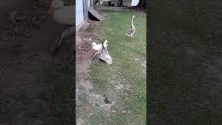 Duck and goose mating