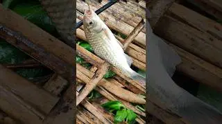 ഇവിടെ അധികം കണ്ടിട്ടില്ല🤔🤔😳, pullan Paral, Kerala natural pond fishing