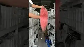 🍑Peach pink lace frontal wig