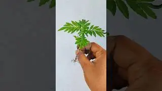 let's transplant my marigold plant 🪴/#shorts #ytshorts #marigold #garden