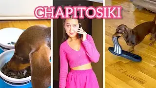 ПОПУЛЯРНЫЕ РОЛИКИ ЧАПИТОСИКОВ😜❤️🐶
