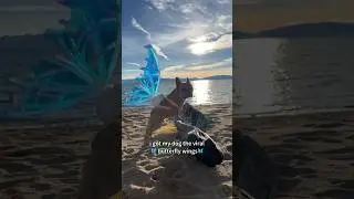 I got my dog the viral butterfly wings 🦋✨ #magical #frenchie #frenchiepuppy #puppy