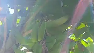Primera cosecha de mango panades y aguacates.