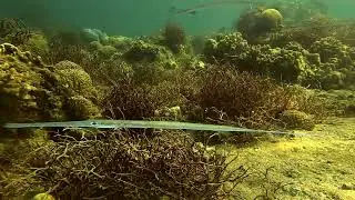 Pipe Fish   |   Keldan Video Light  |  GoProHero 11