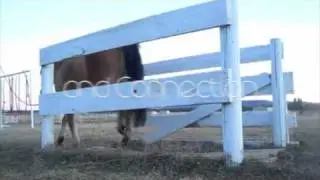 Discover Horse Agility with Les Kiger of Equuality