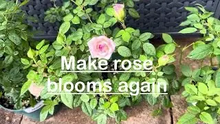 Rescued mini roses
