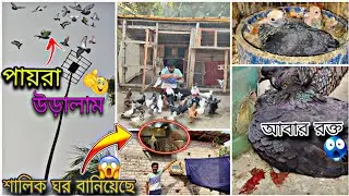 সকাল সকাল পায়রা উড়ালাম🔥 আবার শালিক ঘর বানাচ্ছে 😯#myworld #petsvlog 
