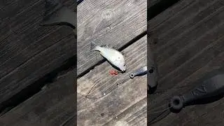 Salt water fishing #fish #fishing #fishspecies #fishtypes