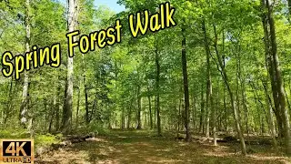 Spring Forest Walk