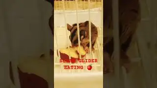 SUGAR SLIDER EATING 🍎#shorts