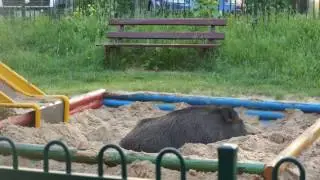 Divok&eacute; prase se před policisty uvelebilo na p&iacute;skovi&scaron;ti na dětsk&eacute;m hři&scaron;ti