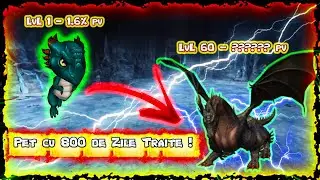 Cat PV poti face pe un pet/insotitor cu 800 de zile traite ?? : Metin2 Ro #metin2
