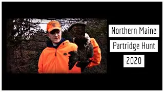Northern Maine Partridge Hunting 2020 (Ruffed Grouse Hunting)