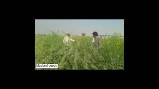 Rachna Mustard Seeds