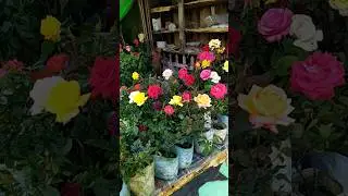 Rose Nursery On Railway Station #rose #gardening