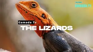 The World of Lizards: An Exploration of Their Diversity and Adaptation🦎