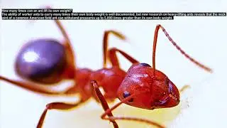 How much can an ant lift?
