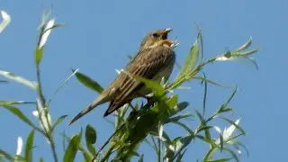 Corn Bunting - Grauammer - Emberiza calandra - singing