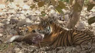 Tiger Kills Sambar Deer in Ranthambore | Real Jungle Hunt | Wild Tracks with Arwaz