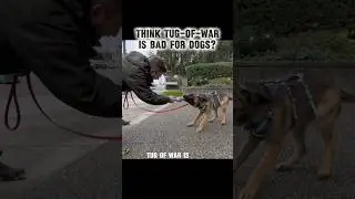 Think &ldquo;tug of war&rdquo; is BAD for dogs? 🤨