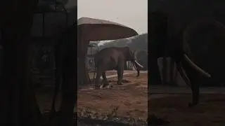 Best Zoo Tour Video of Delhi #shorts #zoo