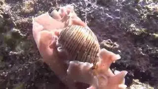 ミスガイ　Hydatina physis