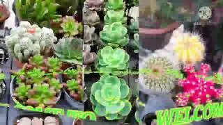 PRETTY CACTUS AT HOME