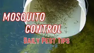 Mosquito control - Daily pest tips - Beautiful Chino Hills California
