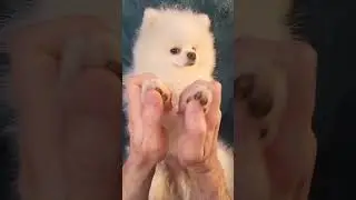 Dog Grooming ASMR &ndash; How I Groom My Pomeranian (Relaxing No Talking)