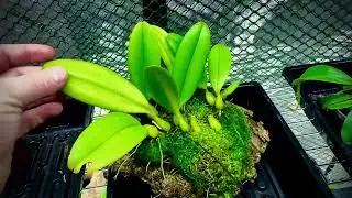Species profile - Bulbophyllum mastersianum