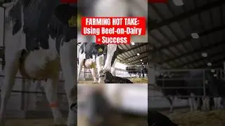 Beef on Dairy: The Game-Changing Breeding Strategy