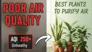 Best Indoor Air Purifier Plants