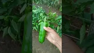 Pimentão tiberios 