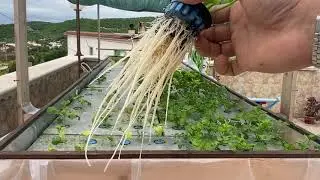 IDROPONICA KRATKY