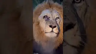 This is caption #animals #wildanimals