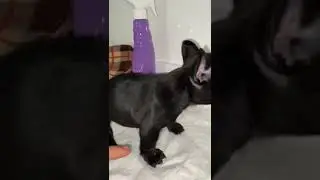 Finger black bulldog#dog #dogsofinstagram