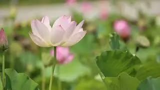 Beautiful relaxing piano music | Quiet road. Zen Lotus