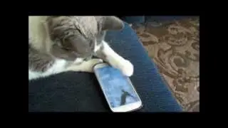 Fat Cat Playing With Galaxy S3 Smartphone App