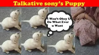 🐕Puppy Arguing🐕 | Doggy Life | #dog #puppy