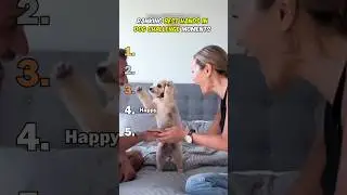 Ranking Best Hands In Dog Challenge Moments