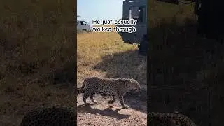 We spotted a leopard!! Masai mara Kenya😱 #shorts