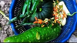 ক্ষেতের টাটকা সবজি। ।।