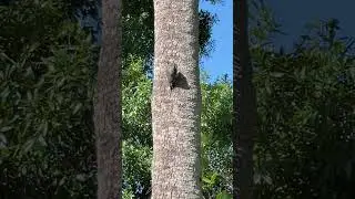What Kind of Woodpecker is This? #woodpecker #redheaded #redbellied #behavior #animals #animalshorts