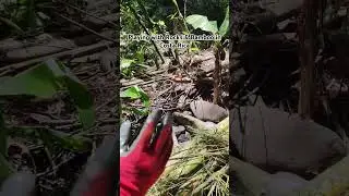 #Hello5D #JaeSun #FunWork #EasyExercise #Rocks #Bamboo #WaterManagement #Permaculture #Sustainable