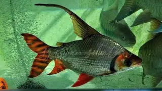 Super High Fin Flagtail Prochilodus