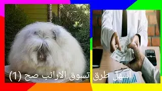 حل نقطة من اهم مشاكل تسويق لحم الارانب