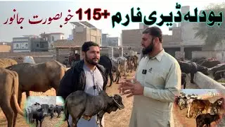 Bodla Dairy Farm ka Visit | 115+ Khoobsurat janwar aur Mukammal Dairy System , #DairyFarmVisit #fyp 